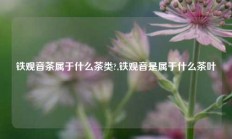 铁观音茶属于什么茶类?,铁观音是属于什么茶叶