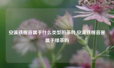 安溪铁观音属于什么类型的茶叶,安溪铁观音是属于绿茶吗