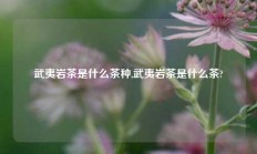 武夷岩茶是什么茶种,武夷岩茶是什么茶?