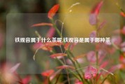 铁观音属于什么茶呢,铁观音是属于哪种茶