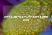 武夷岩茶正岩水仙是什么茶种类,正岩水仙是属哪类茶