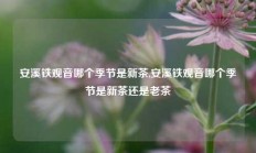 安溪铁观音哪个季节是新茶,安溪铁观音哪个季节是新茶还是老茶