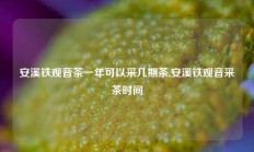 安溪铁观音茶一年可以采几期茶,安溪铁观音采茶时间