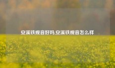 安溪铁观音好吗,安溪铁观音怎么样