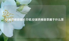 安溪铁观音图片介绍,安溪铁观音茶属于什么茶