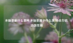 水仙茶是什么茶种,水仙茶属于什么茶,特点介绍,功效作用