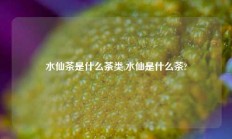 水仙茶是什么茶类,水仙是什么茶?