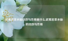 武夷岩茶水仙功效与作用是什么,武夷岩茶水仙的功效与作用