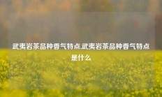 武夷岩茶品种香气特点,武夷岩茶品种香气特点是什么