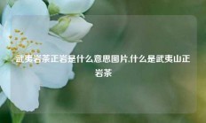 武夷岩茶正岩是什么意思图片,什么是武夷山正岩茶