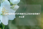 正岩水仙的功效与作用是什么,正岩水仙茶属于什么茶