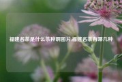 福建名茶是什么茶种啊图片,福建名茶有哪几种