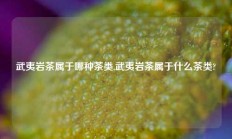 武夷岩茶属于哪种茶类,武夷岩茶属于什么茶类?