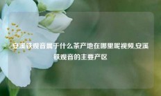 安溪铁观音属于什么茶产地在哪里呢视频,安溪铁观音的主要产区