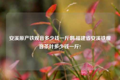 安溪原产铁观音多少钱一斤啊,福建省安溪铁观音茶叶多少钱一斤?