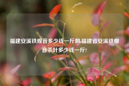 福建安溪铁观音多少钱一斤啊,福建省安溪铁观音茶叶多少钱一斤?