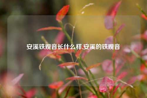 安溪铁观音长什么样,安溪的铁观音