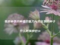 茶叶种茶叶种植的魅力与文化茶叶种子什么时候种好JD