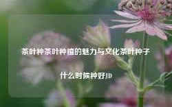 茶叶种茶叶种植的魅力与文化茶叶种子什么时候种好JD