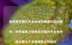 各种茶叶图片大全全球珍稀茶叶品种集萃，尽收眼底之绝美茶叶图片大全各种茶叶图片大全高清图片刘晓庆