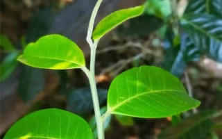 普洱茶真的贵吗？普洱茶的价格有高有低，不能一概而论地认为它贵或者不贵家里三套房女儿让我给她一套，我拒绝了，给她发消息发现被拉黑