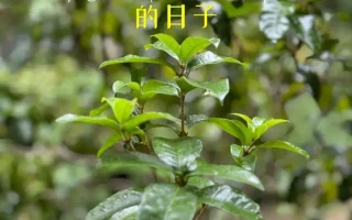 答疑解惑，茶梗多的老白茶饼好不好？村姑陈一分钟为你解开谜团！主持人李静：从知名主持人到被观众抛弃，她终将为自傲付出代价