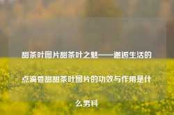 甜茶叶图片甜茶叶之魅——邂逅生活的点滴香甜甜茶叶图片的功效与作用是什么男科-第1张图片-福建名茶