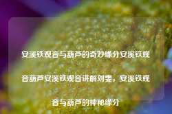 安溪铁观音与葫芦的奇妙缘分安溪铁观音葫芦安溪铁观音讲解刘雯，安溪铁观音与葫芦的神秘缘分，安溪铁观音与葫芦的神秘缘分与奇妙之旅