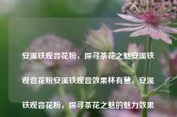 安溪铁观音花粉，探寻茶花之魅安溪铁观音花粉安溪铁观音效果林有慧，安溪铁观音花粉，探寻茶花之魅的魅力效果，安溪铁观音花粉，探寻茶花魅力与健康效果